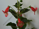 NEW - Kohleria Lima
