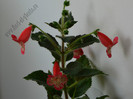 NEW - Kohleria Lima