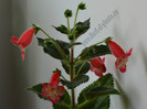 New - Kohleria Lima