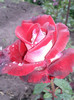 ossiria
