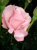 queen elisabeth