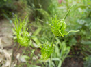 Allium Hair (2012, May 29)