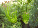 Allium Hair (2012, May 29)