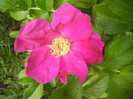 Rosa rugosa (2012, May 20)