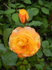 Yellow Miniature Rose (2012, May 17)