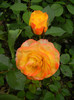 Yellow Miniature Rose (2012, May 18)
