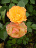Yellow Miniature Rose (2012, May 23)