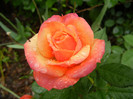 Orange Miniature Rose (2012, May 19)