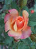 Orange Miniature Rose (2012, May 20)