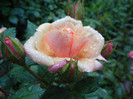 Orange Miniature Rose (2012, May 23)