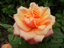 Orange Miniature Rose (2012, May 23)
