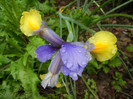 Iris Oriental Beauty (2012, May 20)