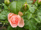 Rose Pleasure (2012, May 23)