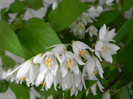 deutzia