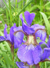 iris siberian