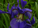 iris siberian