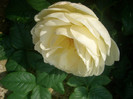 CIMG5275