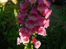 DSCN6360