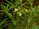 DSCN6363