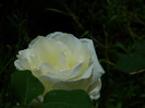 DSCN6493