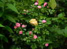 DSCN6503
