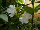 DSCN6515