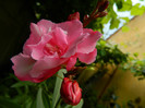 DSCN6517
