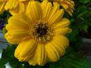 DSCN6529
