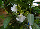 DSCN6541