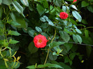 DSCN6565
