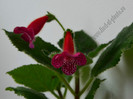 Kohleria Jester