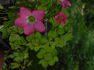 Oxalis tetraphylla 'Iron Cross'