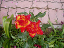 P1010434