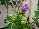 Campanula