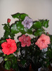 Hibiscus grup