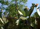 flori de cactus