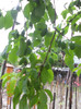 DSCN1229