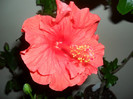 Hibiscus Sunni Cities Bordeaux