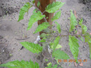 DSCN1207