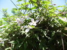 clematis