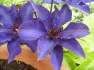 clematis Mr president