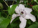 clematis