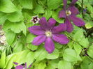 clematis