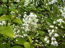 Deutzia