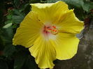 hibiscus