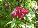 clematis