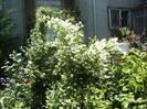 deutzia