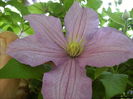 clematis