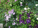 flori 2012 581
