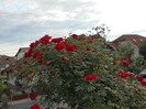 DSCN3422